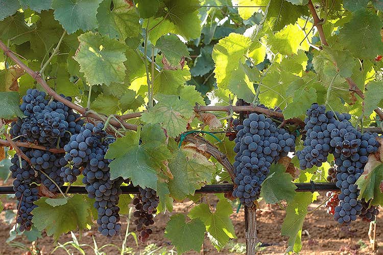 Uva Nero d'Avola (Hedonis, Nero d&rsquo;Avola in purezza Autentica espressione della Sicilia)
