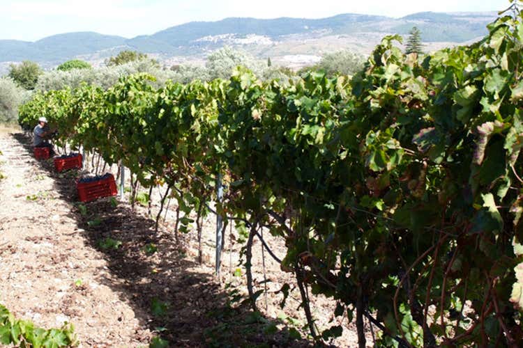 I vigneti dell'azienda Gurrieri (Hic Est XXII Il metodo Classico di Gurrieri) I vigneti dell'azienda Gurrieri (Hic Est XXII Il metodo Classico di Gurrieri)