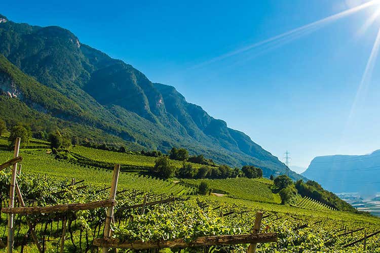 (Hofst&auml;tter si estende in Trentino Spumante Trentodoc tra gli obiettivi)