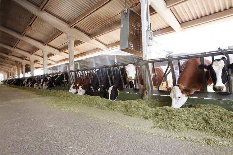 (Hombre, Parmigiano d'eccellenza Il 90% destinato all'export) (Hombre, Parmigiano d'eccellenza Il 90% destinato all'export)