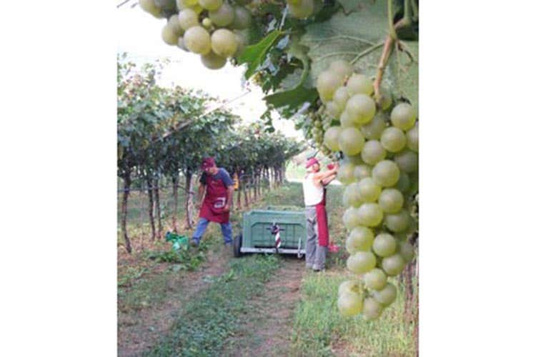 (I Trentino Superiore Doc e Peperò Le novità di Agraria Riva del Garda) (I Trentino Superiore Doc e Peperò Le novità di Agraria Riva del Garda)