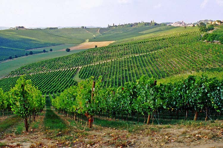 I vigneti (I vini di Fina Intensit&agrave; e profumi avvolgenti)