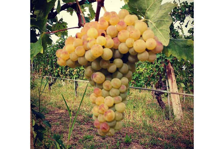 I vini marchigiani secondo Ais Bergamo In degustazione le etichette Vignamato I vini marchigiani secondo Ais Bergamo In degustazione le etichette Vignamato
