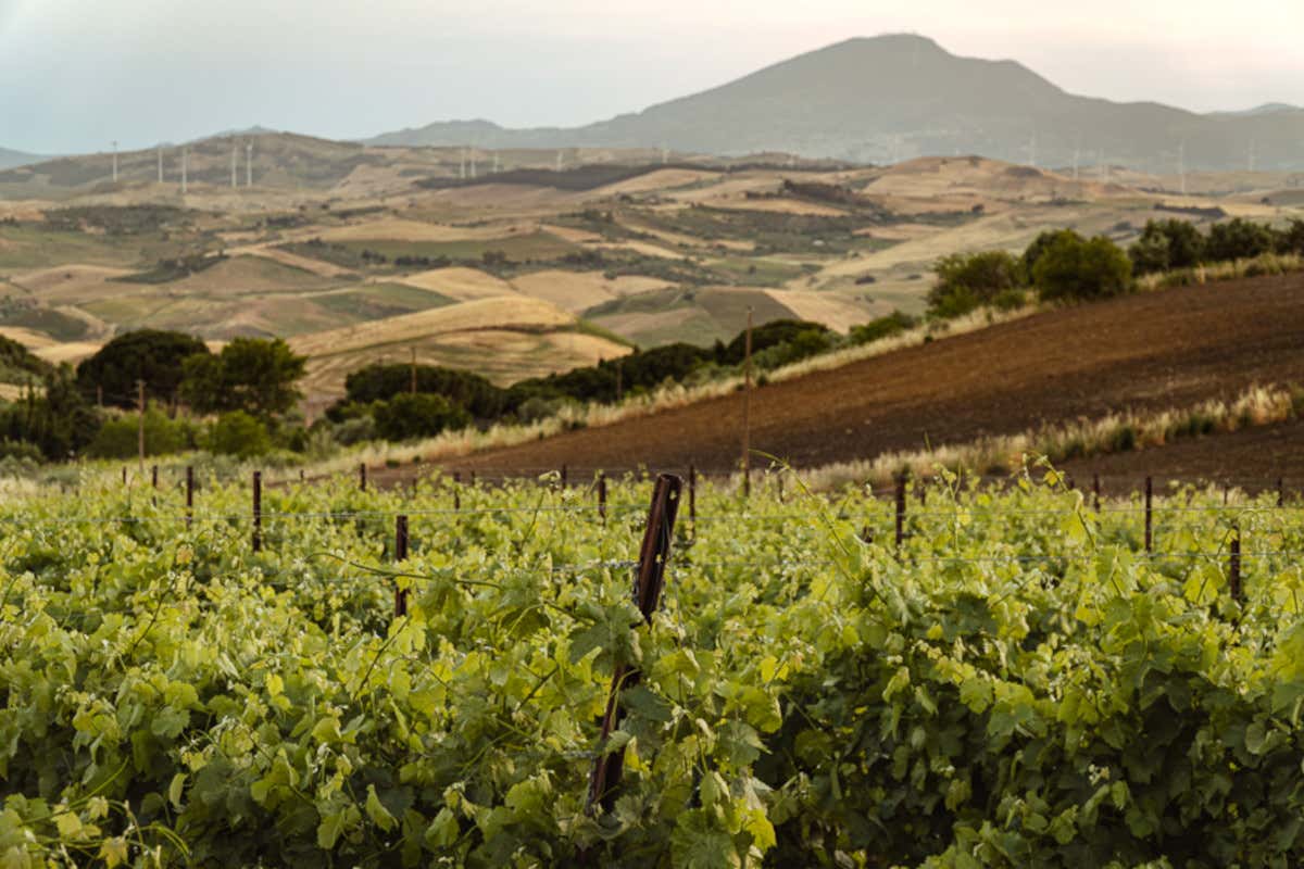 Catarratto tra storia e futuro: la Sicilia riscopre il suo vitigno simbolo Catarratto tra storia e futuro: la Sicilia riscopre il suo vitigno simbolo