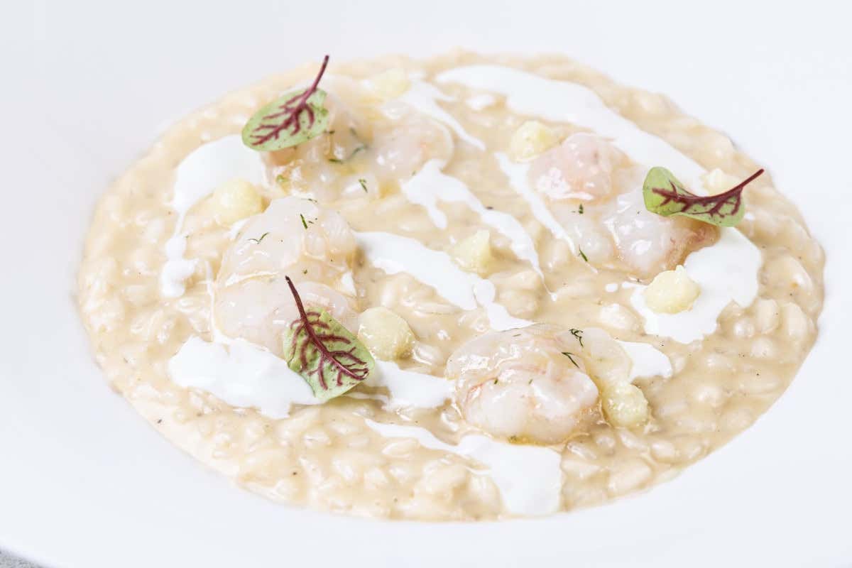 Seven Restaurant: Risotto con crudo di scampi, yogurt di pecora e limone salato