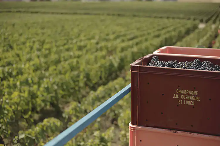 Champagne Quenardel, grandi vini prodotti con metodo artigianale