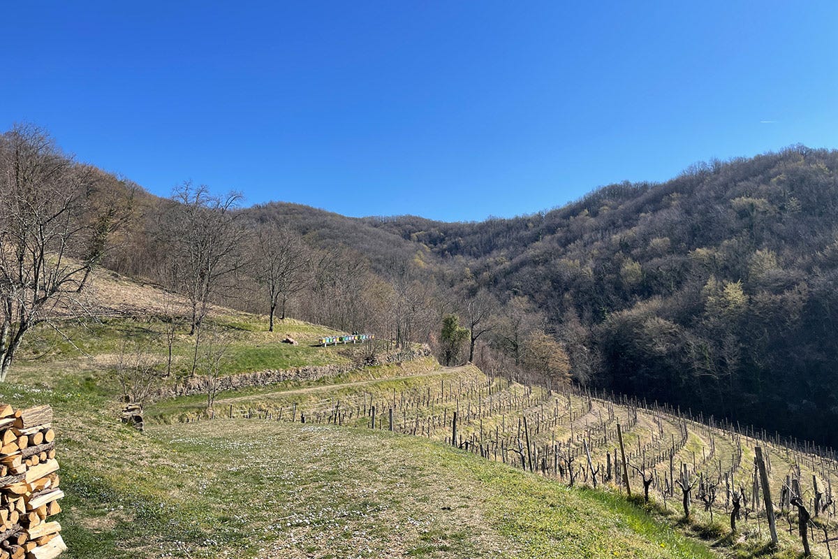 Le colline del Collio Ronchi Rò, un hub territoriale per promuovere il Friuli Venezia Giulia