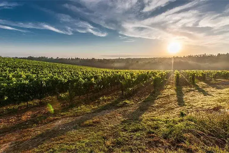L&rsquo;Impostino, vino e accoglienza tra i vigneti della Maremma
