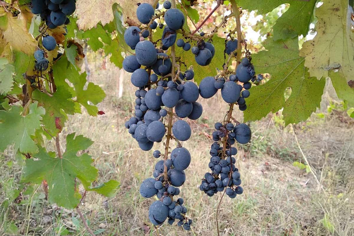 Le piante di Grero sono caratterizzate da foglie pentalobate e grappoli particolarmente spargoli