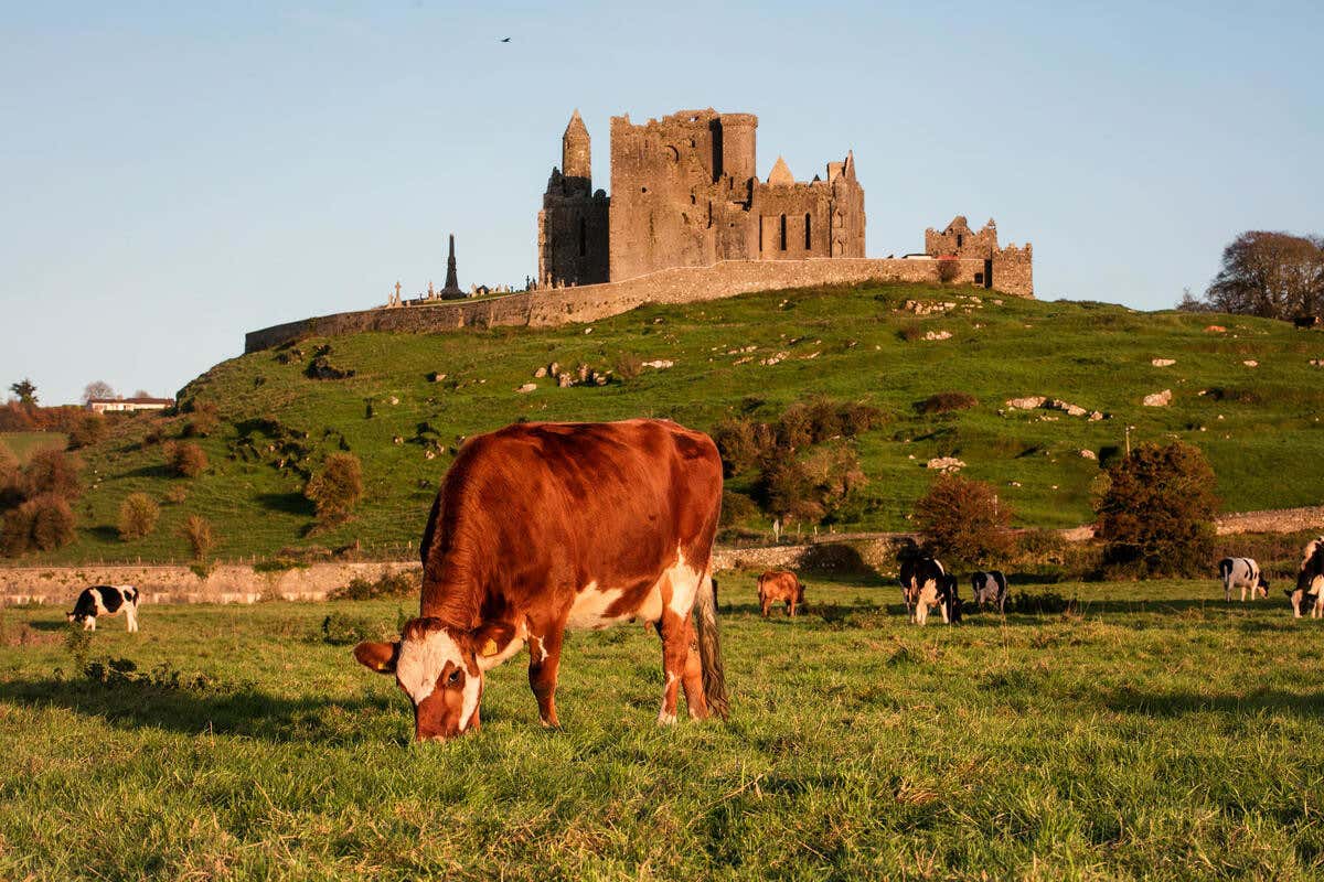 Mucche al pascolo sotto la Rock of Cashel