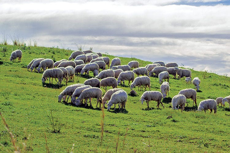 Pecore in un pascolo toscano - Il Caseificio Sociale Manciano punta su territorio e sostenibilità