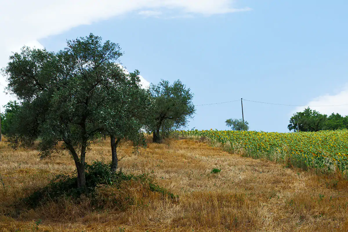 Il Molise (dell&rsquo;olio evo) esiste! Due le cultivar pi&ugrave; diffuse