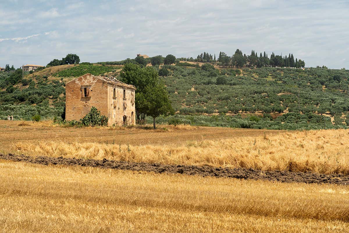 Il Molise (dell&rsquo;olio evo) esiste! Due le cultivar pi&ugrave; diffuse