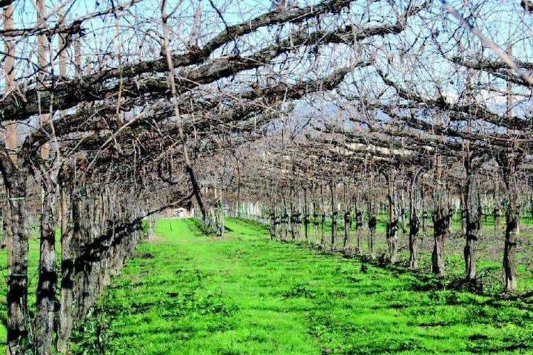 Il Raboso Ca' di Rajo esprime il Piave con l'antico sistema di vigne Bellussera Il Raboso Ca' di Rajo esprime il Piave con l'antico sistema di vigne Bellussera