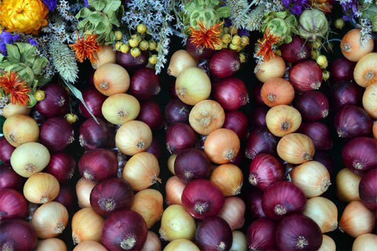 Il potere antiossidante della cipolla Quella del Monte Amiata la più salutare Il potere antiossidante della cipolla Quella del Monte Amiata la più salutare