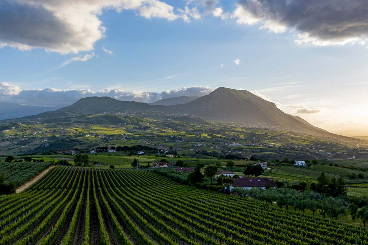 Quattro consorzi, una sola voce: la Campania del vino al Merano WineFestival 2025 Quattro consorzi, una sola voce: la Campania del vino al Merano WineFestival 2025