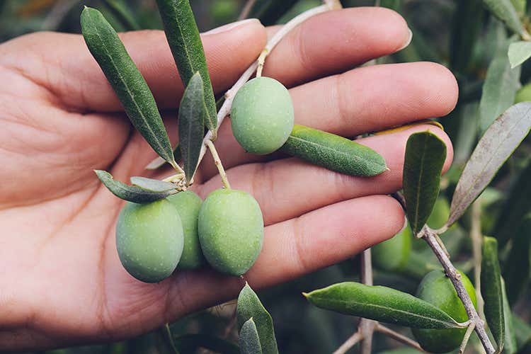 In Emilia Romagna l’olio... ? tratto A Rimini la maggiore produzione In Emilia Romagna l’olio... ? tratto A Rimini la maggiore produzione
