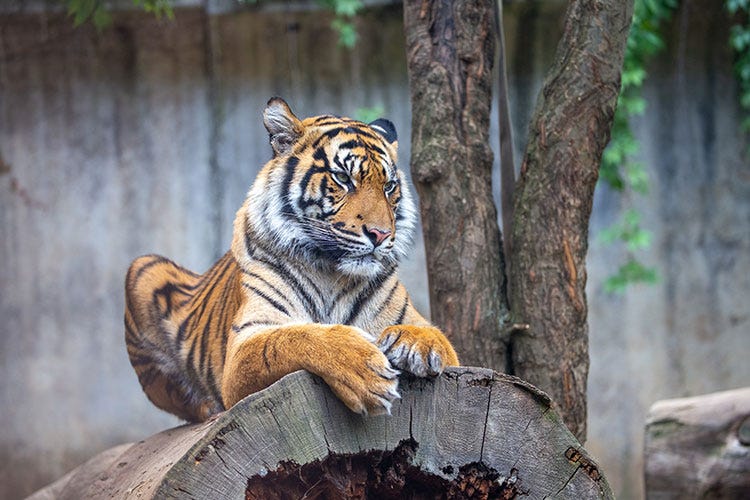 In Indiana positive al Covid due tigri di Sumatra