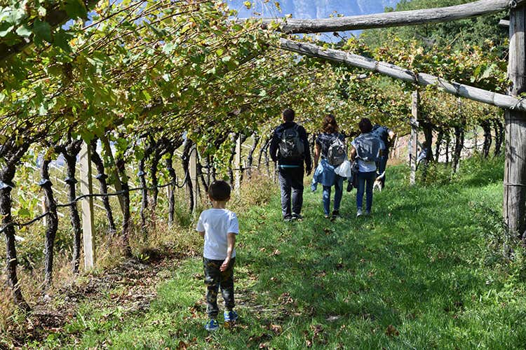 L'evento Il ciclo della vite/vita &egrave; una giornata itinerante dedicata alla scoperta delle varie fasi produttive della vite - In Trentino ottobre &egrave;... divinoOgni weekend un viaggio di gusto