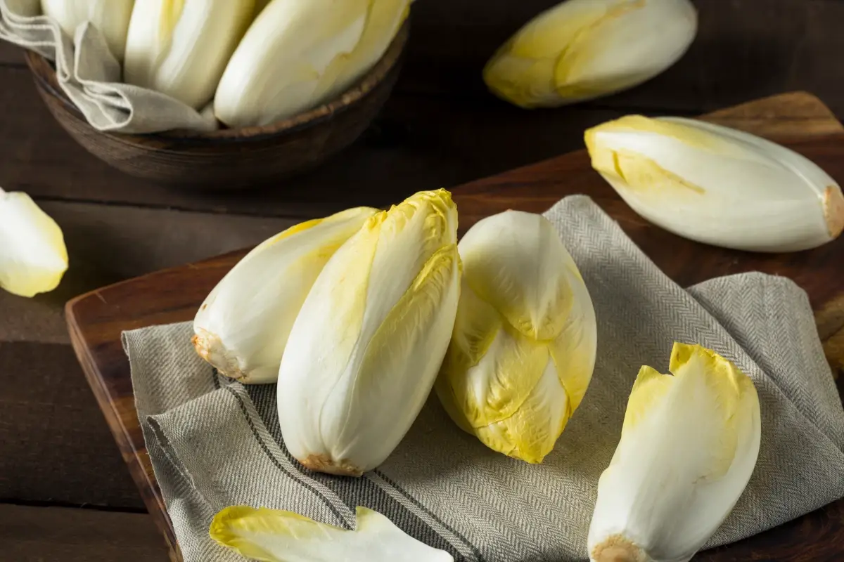 Indivia belga: tutte le proprietà, i valori nutrizionali e i benefici