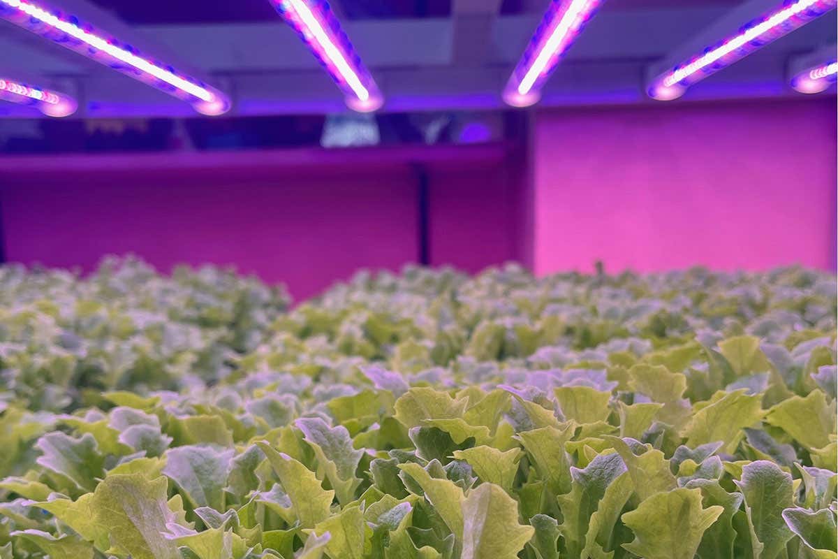 L'universo Planet Farms cresce come esempio di qualità e sostenibilità