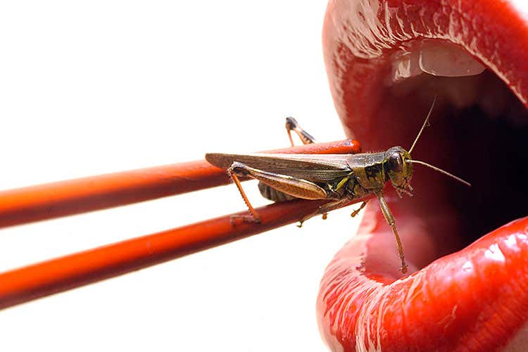 (Insetti in tavola Pronti dal 2018, ed è già polemica) (Insetti in tavola Pronti dal 2018, ed è già polemica)