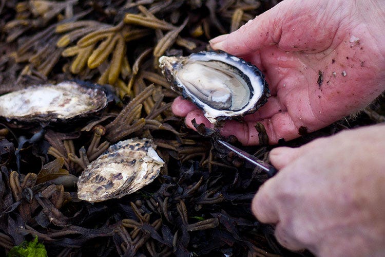 Shuck Off Oyster Experience - L'Irlanda tra ostriche e formaggi Un viaggio nella Contea di Clare