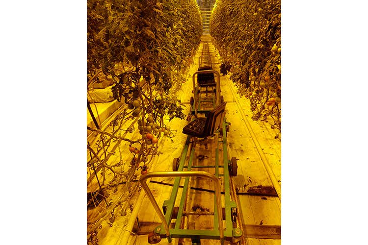 (Islanda, un bell'esempio di agricoltura Pomodori dal sapore forte  e robusto)