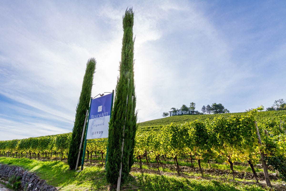 Punto di riferimento del panorama vitivinicolo friulano, l’azienda Livon è alle prese con dinamiche e stimolanti novità Livon tra vini d'eccellenza e progetti futuri