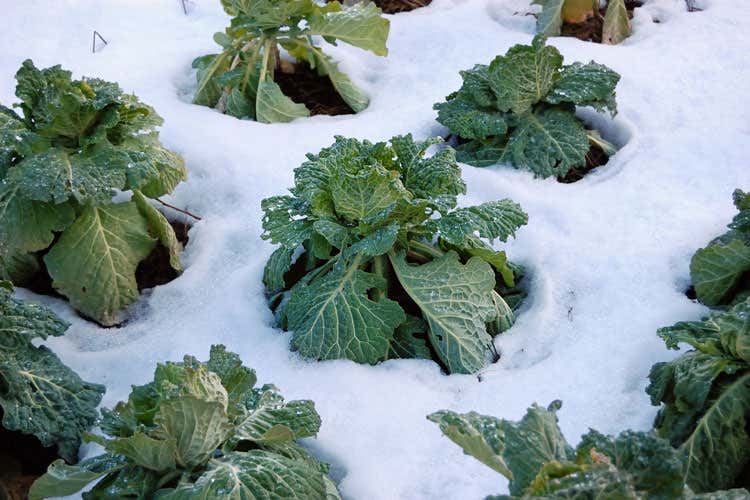 Italia nella morsa di un gelo improvviso Frutta, ortaggi e vigneti in ginocchio Italia nella morsa di un gelo improvviso Frutta, ortaggi e vigneti in ginocchio