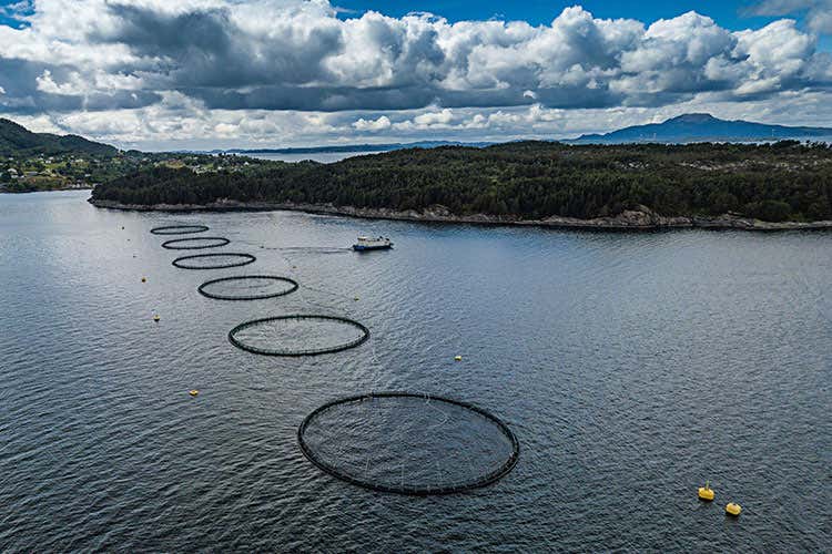 Pesca di salmone in Norvegia (Italiani sushi lovers Il 51% predilige il salmone)