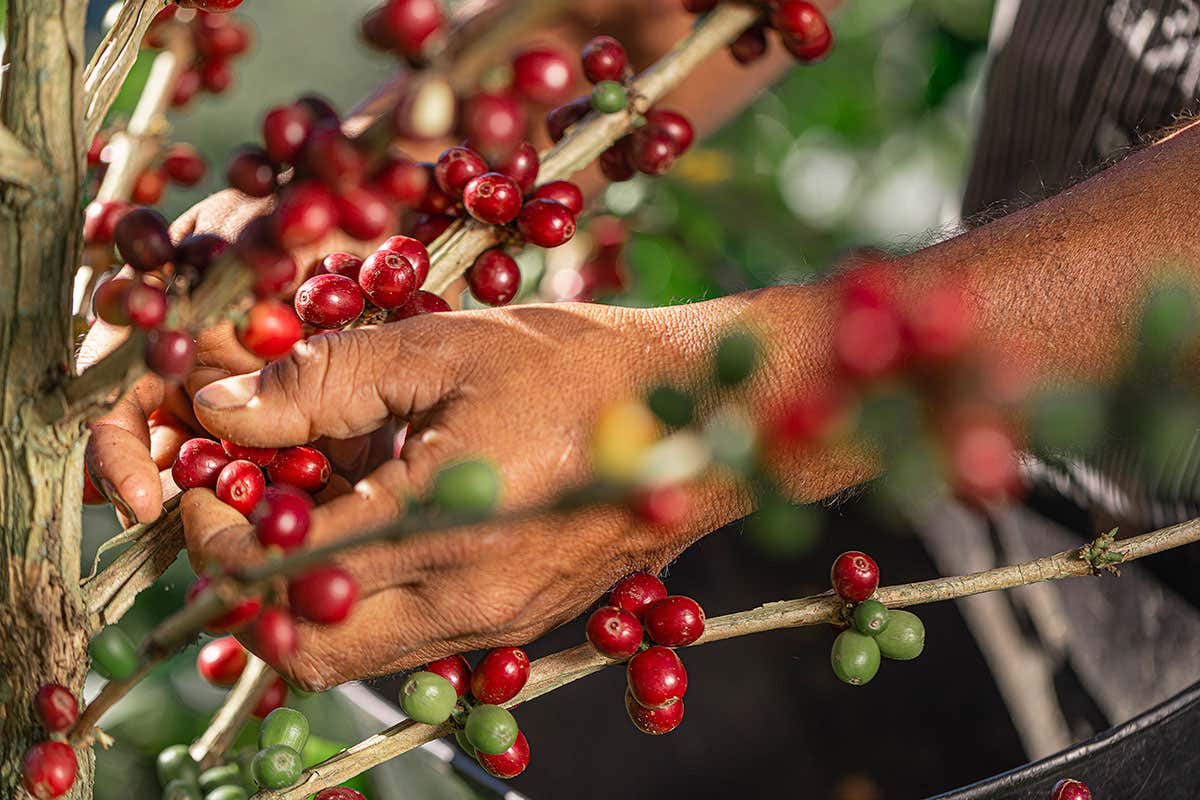Colombian Heritage Project Julius Meinl in prima linea per l’ambiente e il sociale