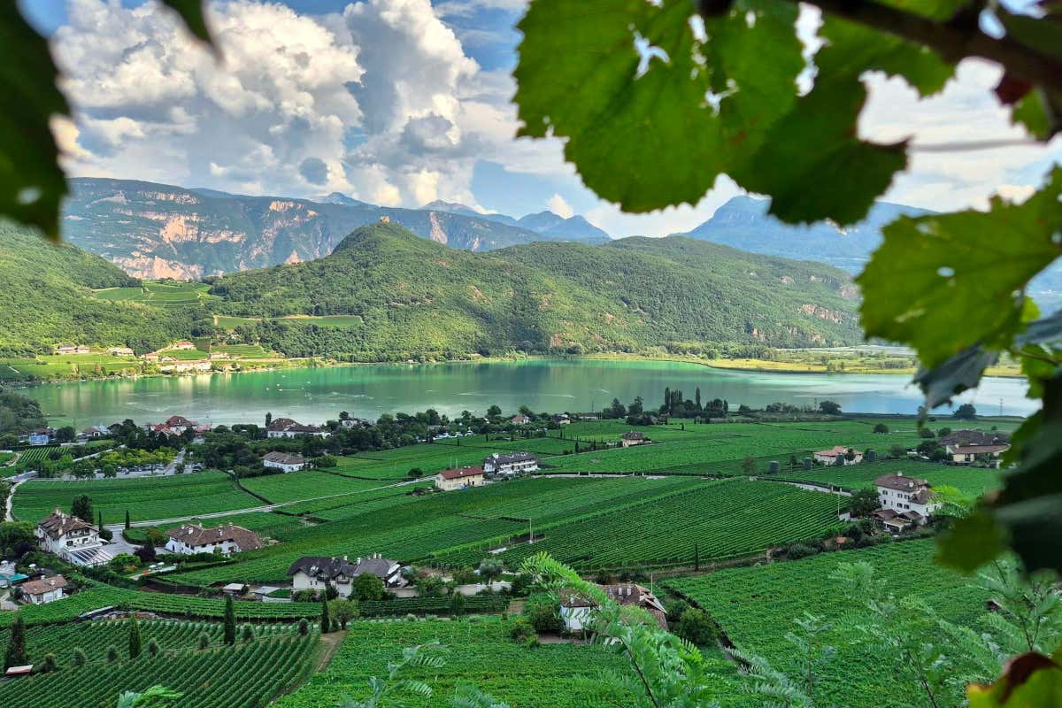 Cantina Kaltern: celebra 125 anni con il Kunst.stück Vernatsch 2023 Cantina Kaltern: celebra 125 anni con il Kunst.stück Vernatsch 2023