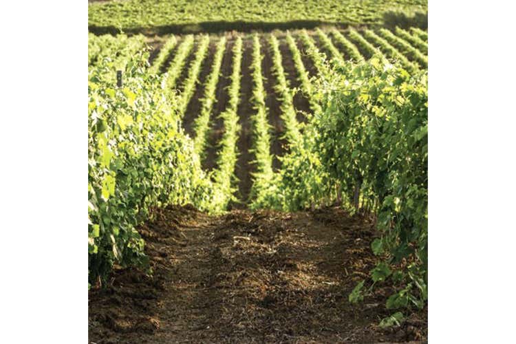 (Kaid Sauvignon 2016 Doc Sicilia Vino elegante, con spiccata mineralit&agrave;)