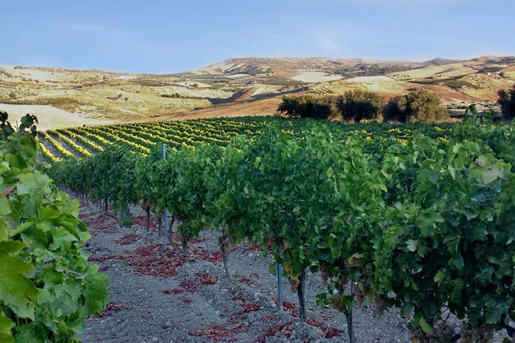 (Kalpis 2015 di Pietracava Cabernet Sauvignon ricco di personalità) (Kalpis 2015 di Pietracava Cabernet Sauvignon ricco di personalità)