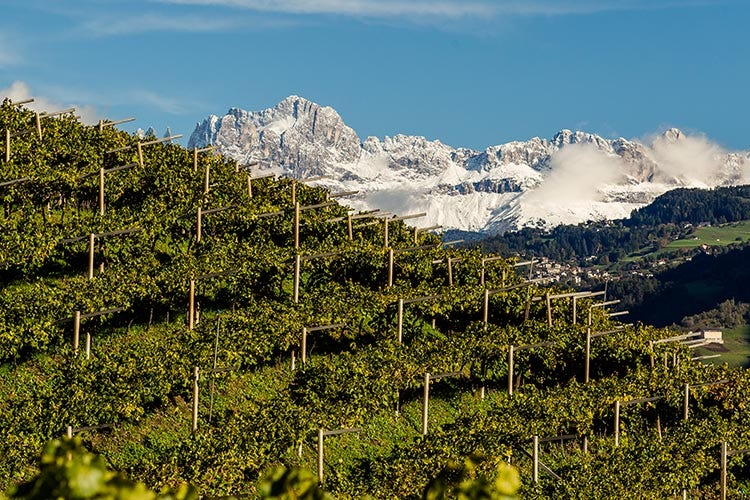 (L’Alto Adige vitivinicolo Un piccolo territorio, una grande varietà)