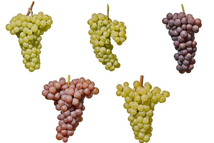 Pinot bianco, Sauvignon, Pinot Grigio, Gewürtztraminer e Chardonnay (L’Alto Adige vitivinicolo Un piccolo territorio, una grande varietà)