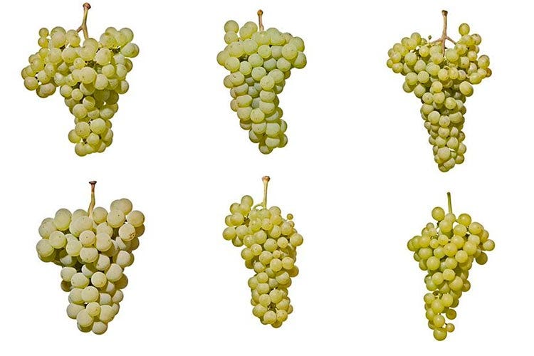 Riesling, Sylvaner, Veltliner, Kerner, Müller-Thurgau e Moscato Giallo(L’Alto Adige vitivinicolo Un piccolo territorio, una grande varietà)