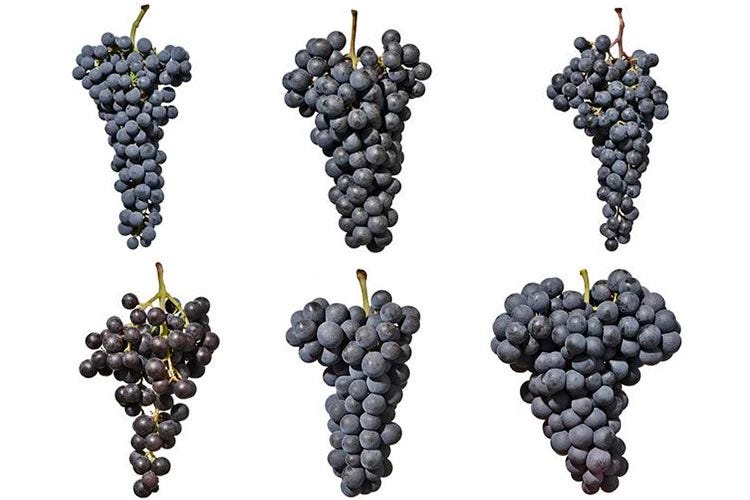 Cabernet, Lagrein, Merlot, Moscato Rosa, Pinot Nero e Schiava (L’Alto Adige vitivinicolo Un piccolo territorio, una grande varietà)