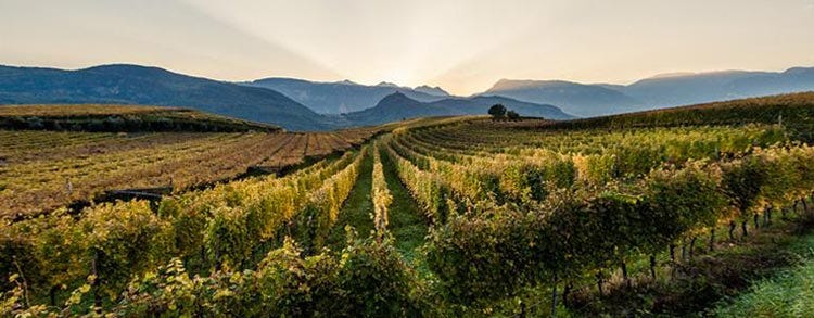 Oltradige (L’Alto Adige vitivinicolo Un piccolo territorio, una grande varietà)