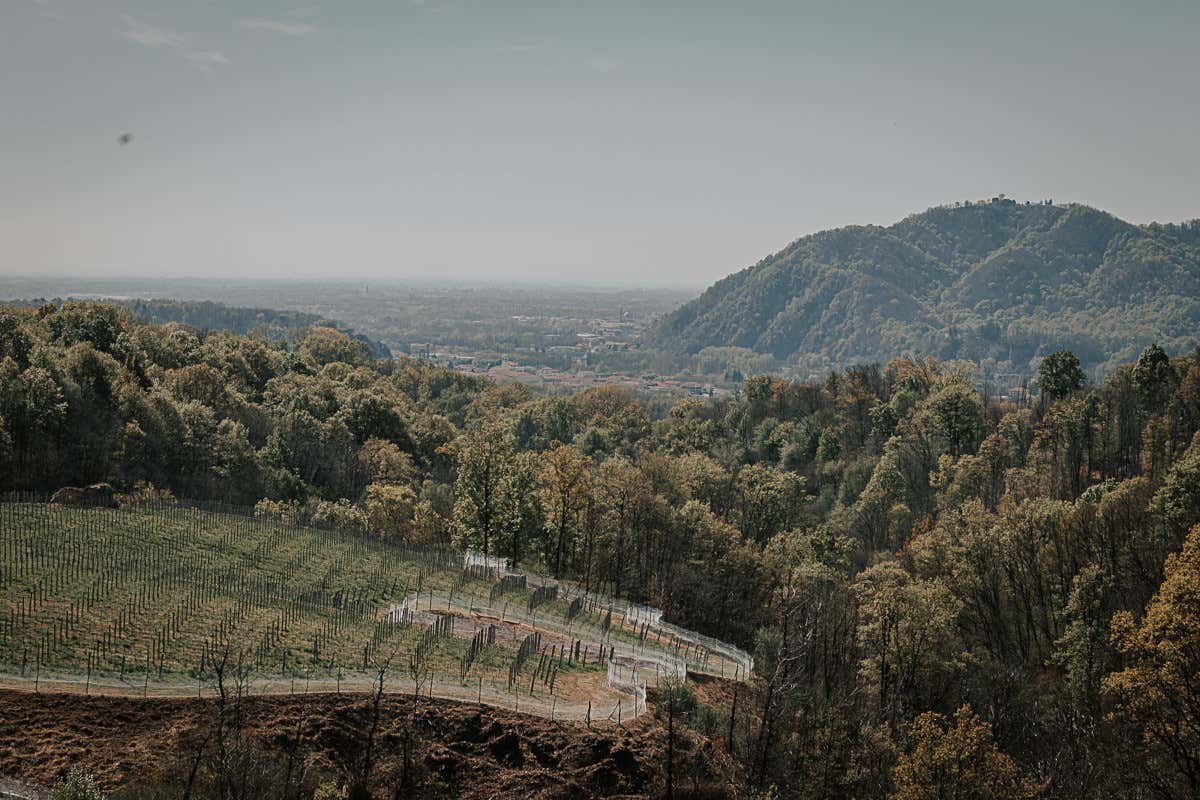 Nebbiolo e sorprese autoctone: viaggio tra i vini dell'Alto Piemonte Nebbiolo e sorprese autoctone: viaggio tra i vini dell'Alto Piemonte