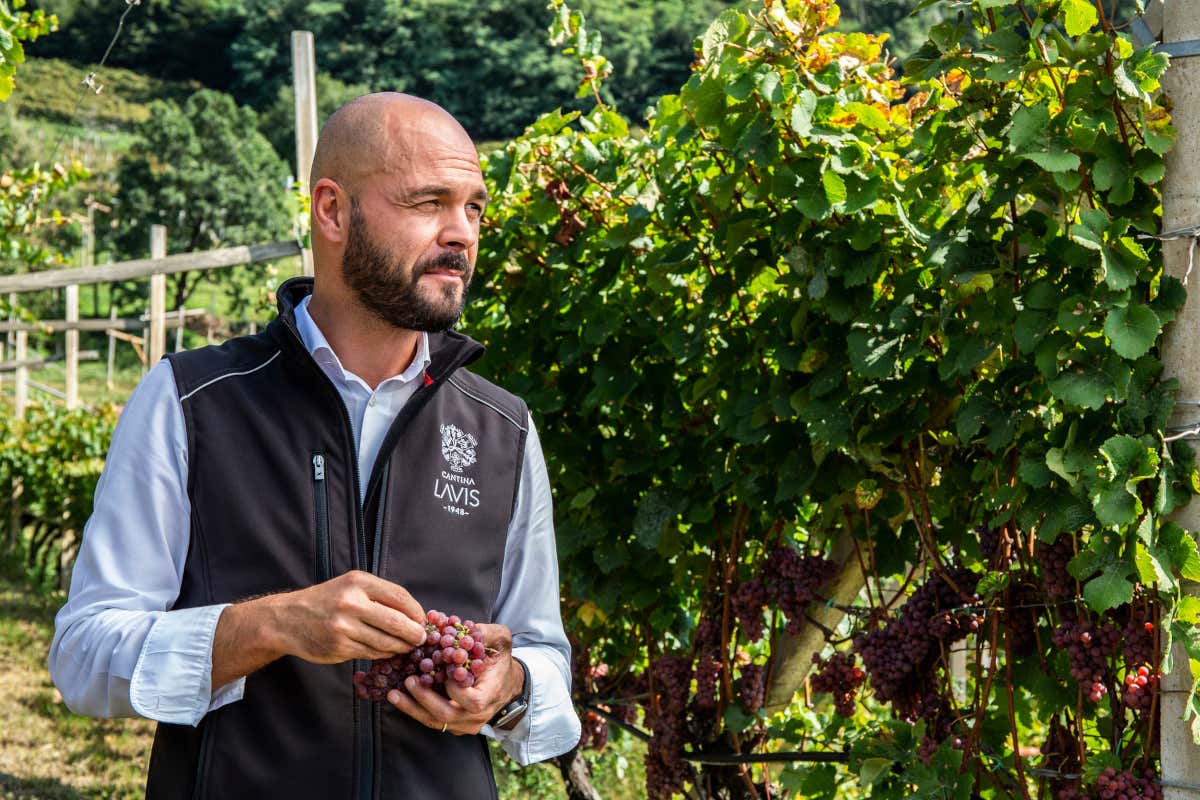 Cantina La Vis rinnova la linea Ritratti: sei vini con nuove etichette d'autore Cantina La Vis rinnova la linea Ritratti: sei vini con nuove etichette d'autore