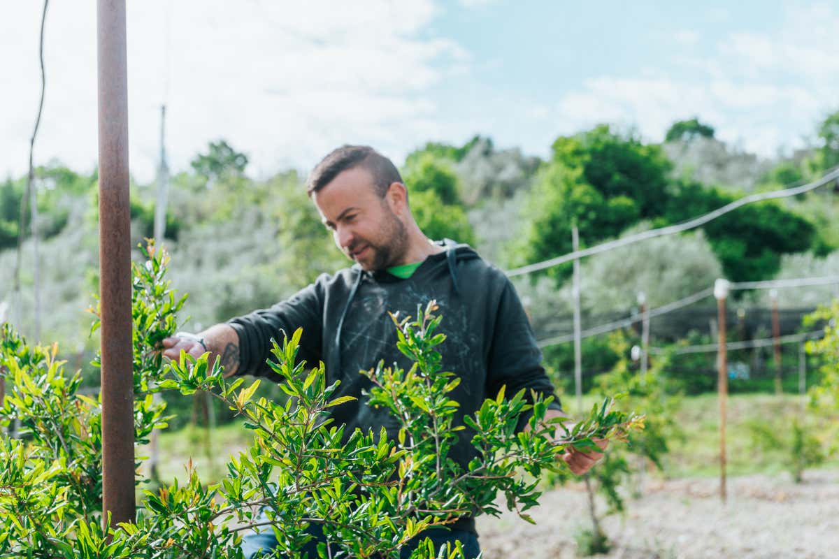 £$I maestri raccontano...$£ Le Morre, dove la frutta diventa arte in bottiglia