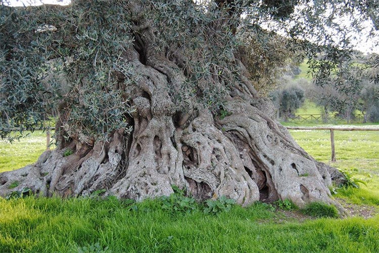 La Sardegna, terra millenaria incastonata tra il mare e gli olivi