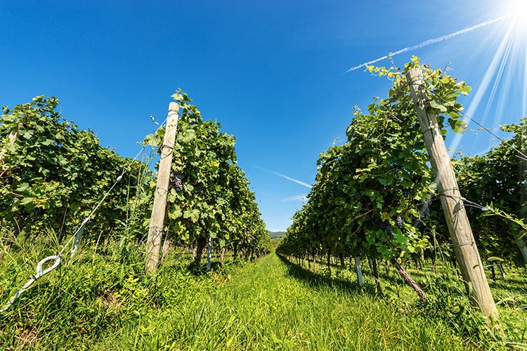 La Valpolicella accelera sul fronte green: sempre più vigne certificate