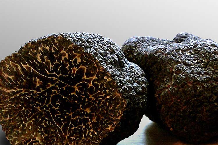 La cultura del tartufo candidata a Patrimonio Unesco La cultura del tartufo candidata a Patrimonio Unesco