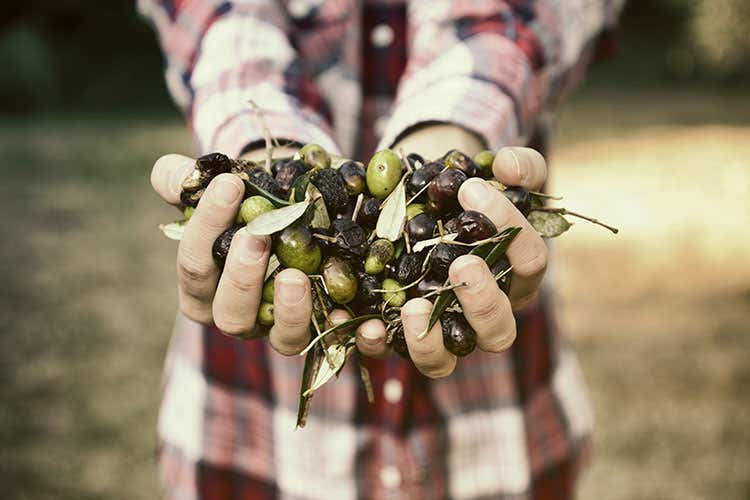 In Italia 9 famiglie su 10 consumano olio extravergine d&rsquo;oliva tutti i giorni - La pandemia spinge l&rsquo;olio italiano ma la produzione non basta