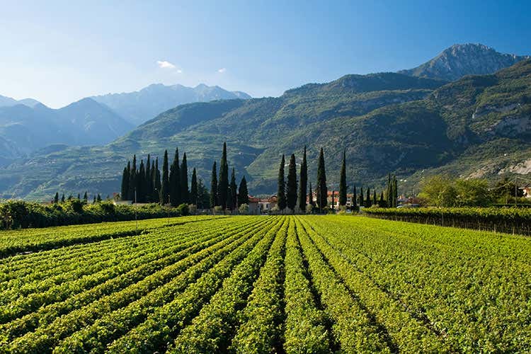 Il titolo di "Wine Region of the Year 2020" è stato attribuito al Trentino da Wine Enthusiast - La regione vitivinicola dell'anno? Per Wine Enthusiast è il Trentino Il titolo di "Wine Region of the Year 2020" è stato attribuito al Trentino da Wine Enthusiast - La regione vitivinicola dell'anno? Per Wine Enthusiast è il Trentino