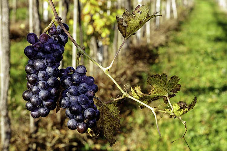 La sfida della Valpolicella al Covid: si punta alla Gdo e al web La sfida della Valpolicella al Covid: si punta alla Gdo e al web