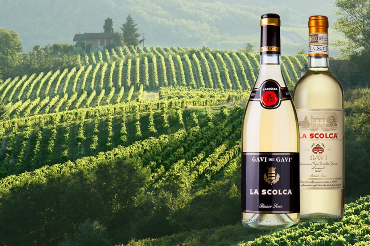 vino Gavi dei Gavi, la prestigiosa denominazione di vini bianchi Cantina La Scolca un 2023 all’insegna di grandi bianchi del Piemonte